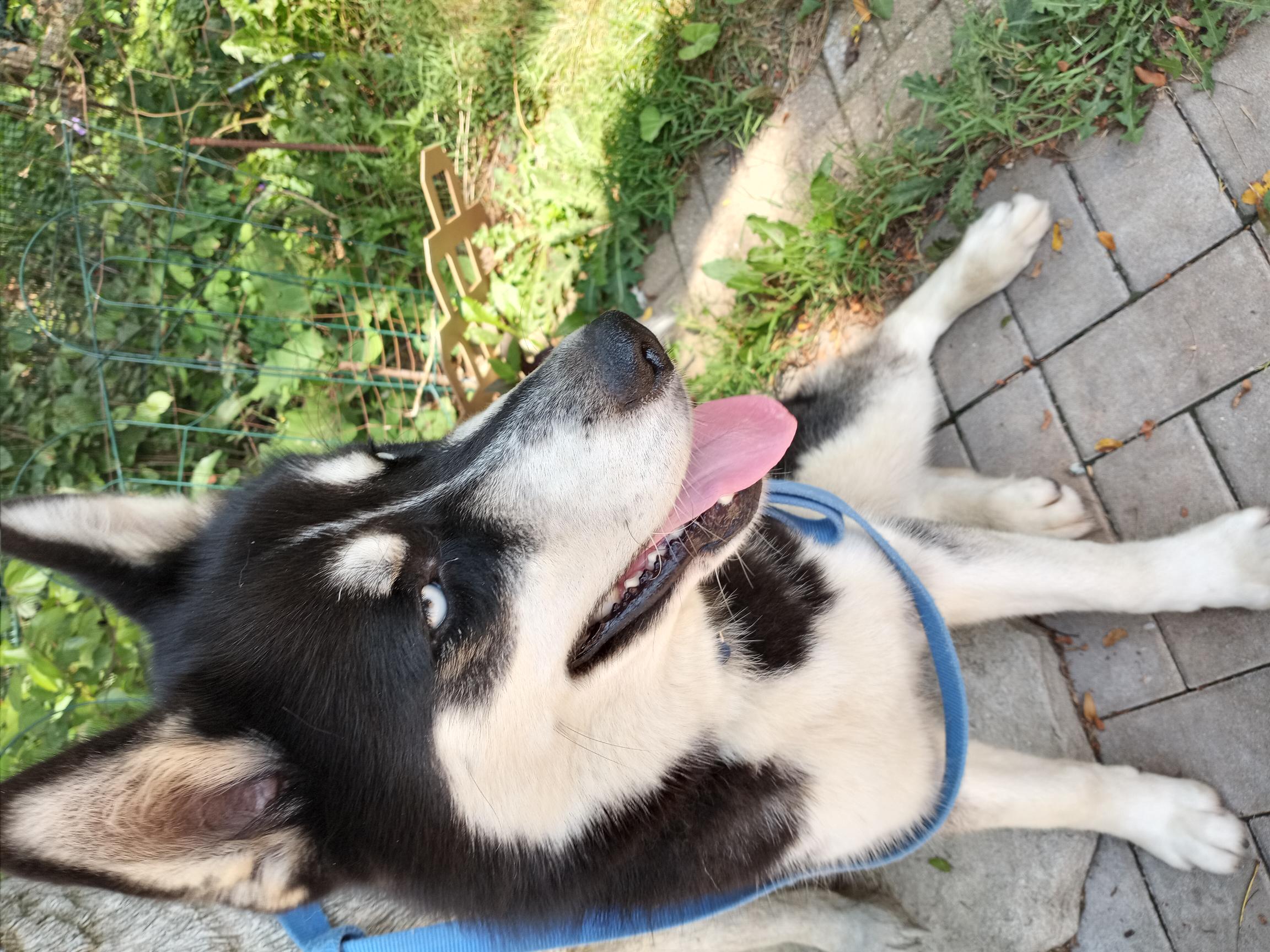 Marco, a Adopted Siberian Husky in Lockport, IL image 1/6