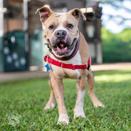 Kodiak, Adoptable, Adult Male Mastiff & Mixed Breed.