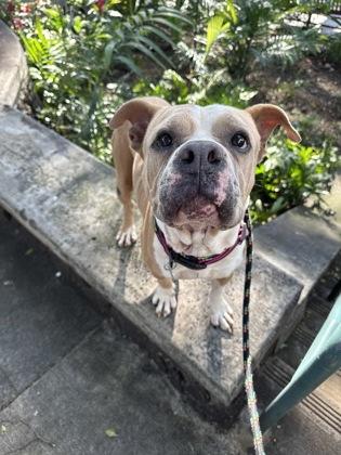 Enlarge Kodiak, a Adoptable mixed breed in Honolulu, HI image 1/3