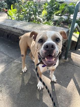 Enlarge Kodiak, a Adoptable mixed breed in Honolulu, HI image 2/3