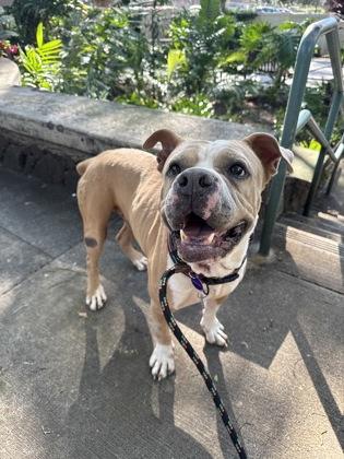 Enlarge Kodiak, a Adoptable mixed breed in Honolulu, HI image 3/3