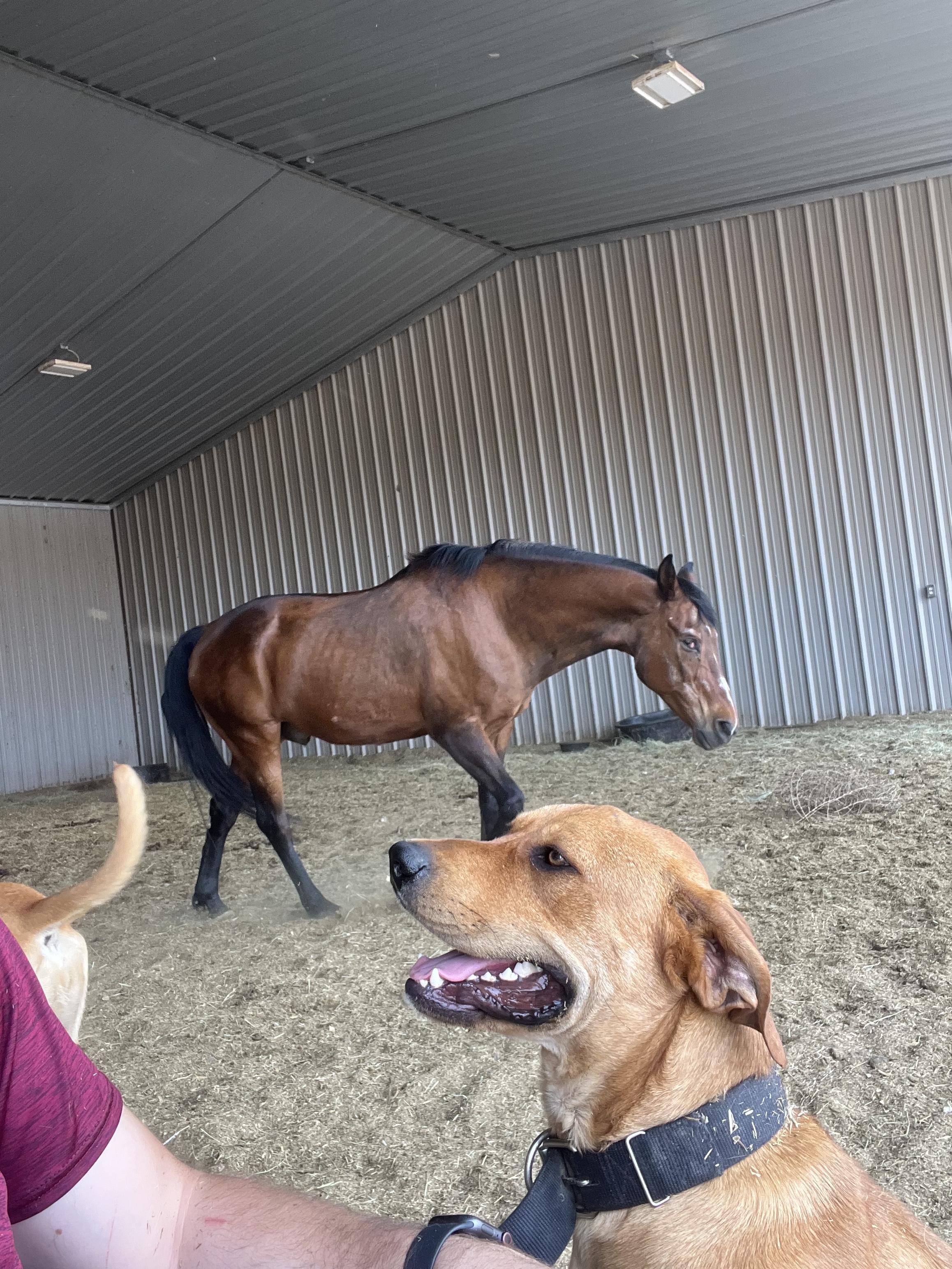 Rocky, Adopted, Adult Male Rhodesian Ridgeback.