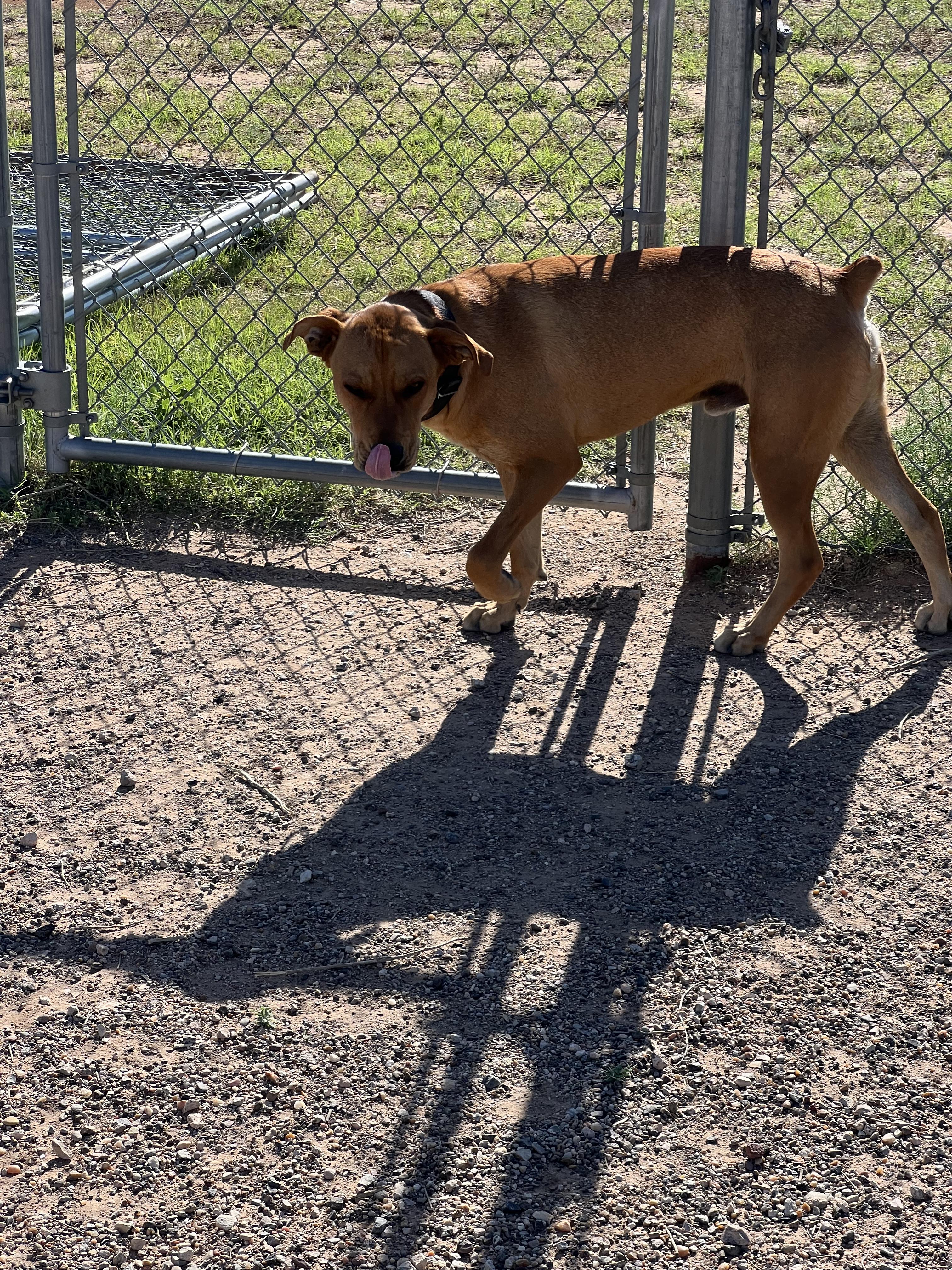 Rocky, a Adopted Rhodesian Ridgeback in Oregon, WI image 2/4