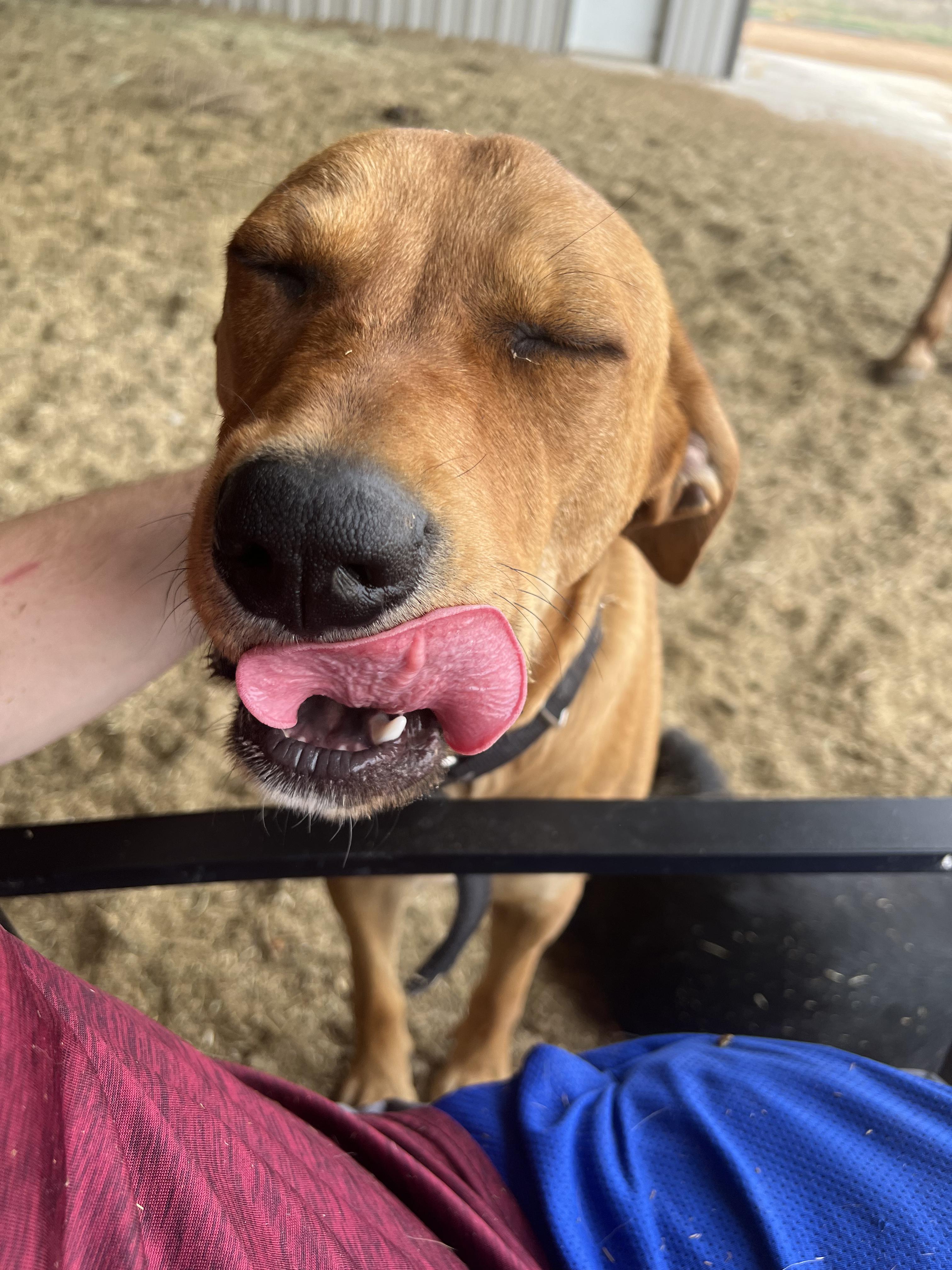 Rocky, a Adopted Rhodesian Ridgeback in Oregon, WI image 3/4