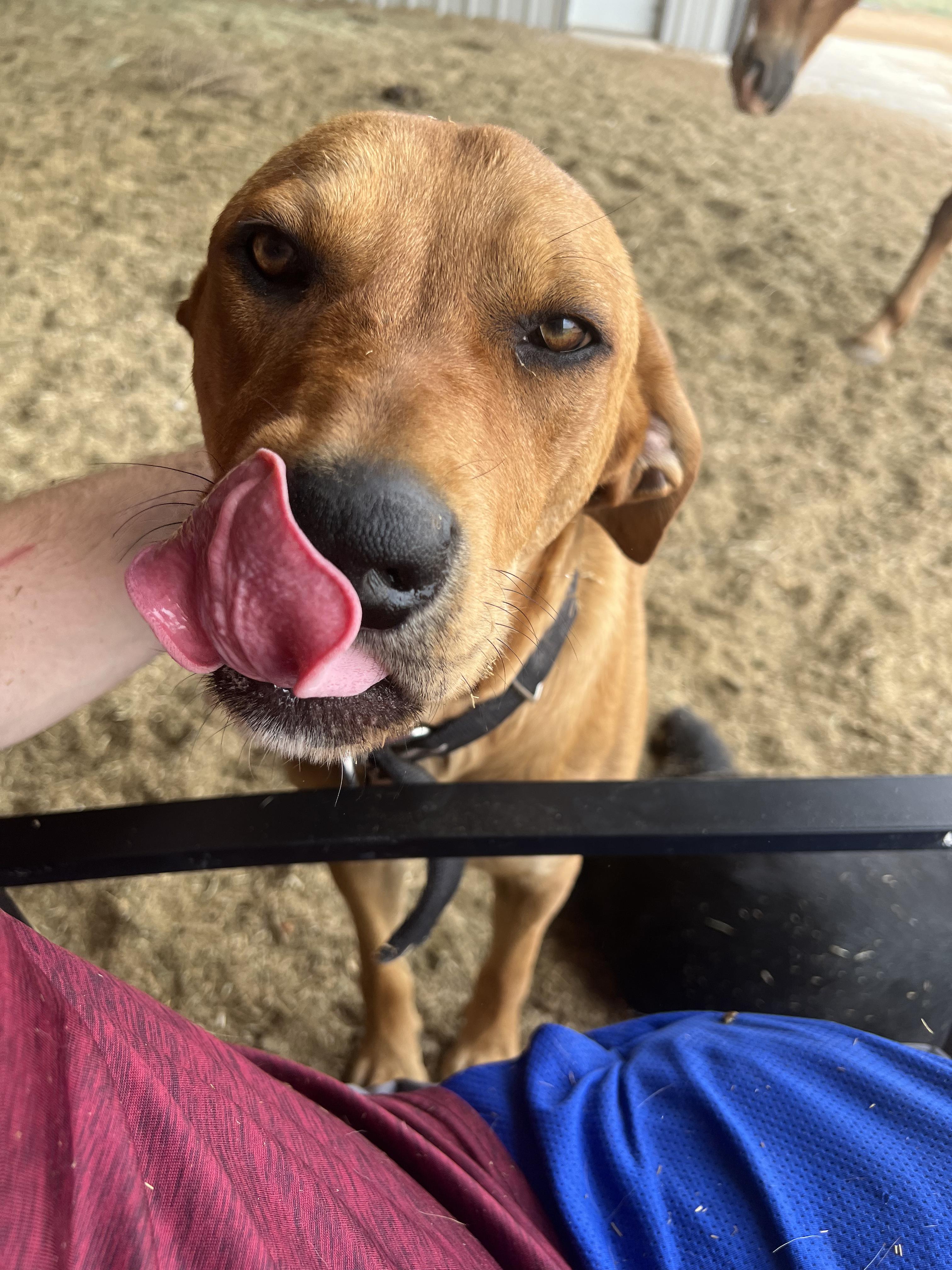 Rocky, a Adopted Rhodesian Ridgeback in Oregon, WI image 4/4
