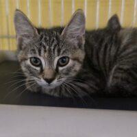 Enlarge DALLY, a Adoptable Domestic Short Hair in Easton, MD image 1/1