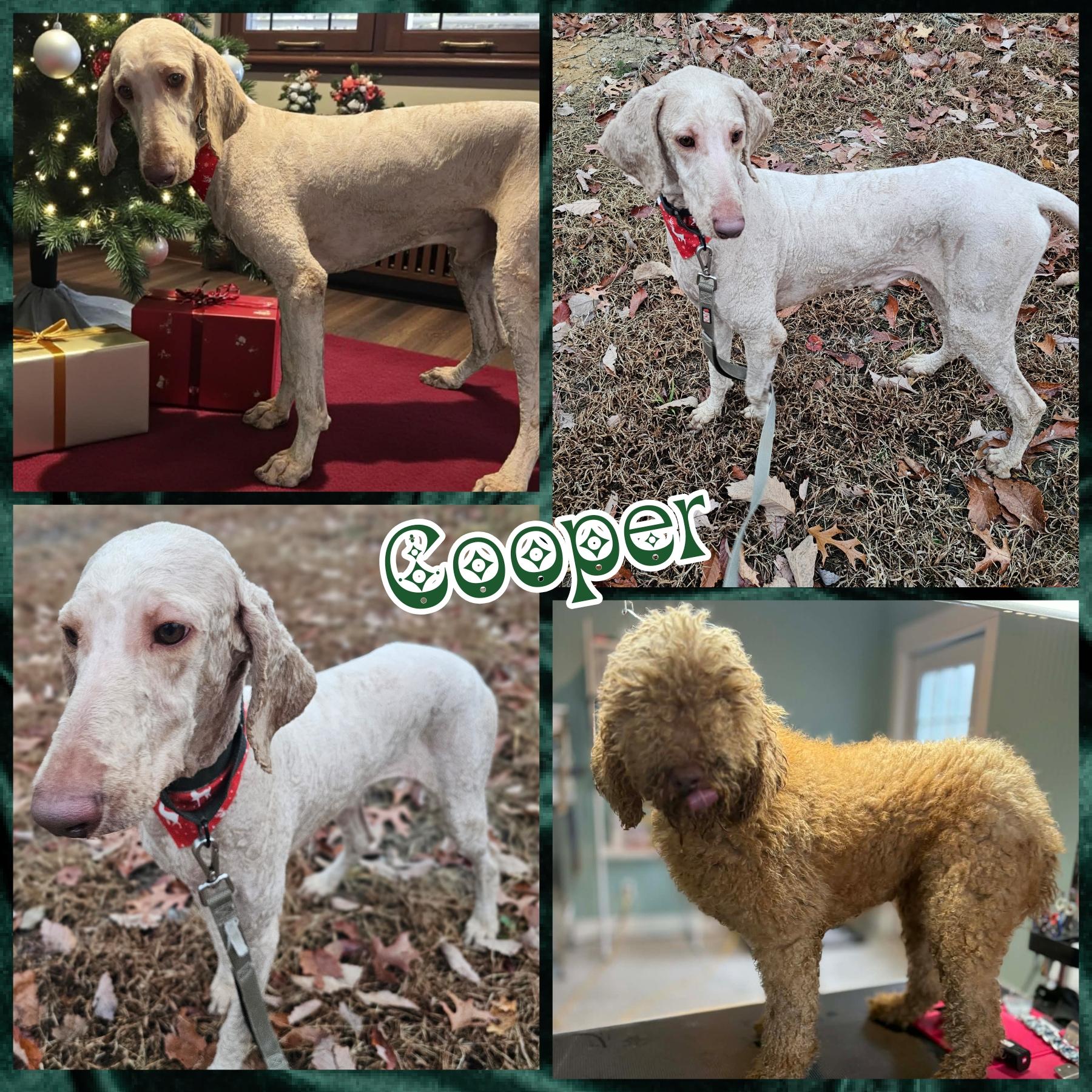 Cooper, Adoptable, Adult Male Poodle.
