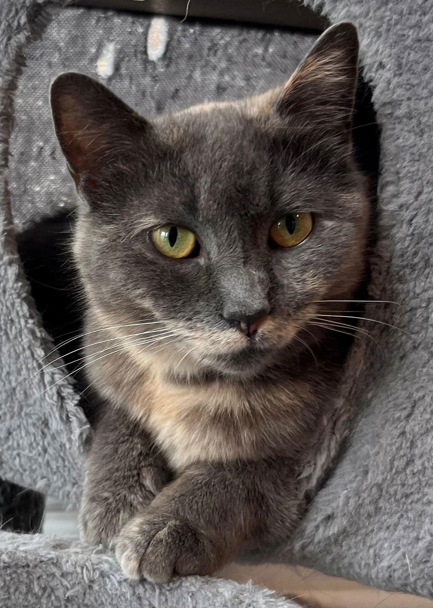 Enlarge GREY'S ANGEL GIRL, a Adoptable Tortoiseshell in Franklin, TN image 1/3