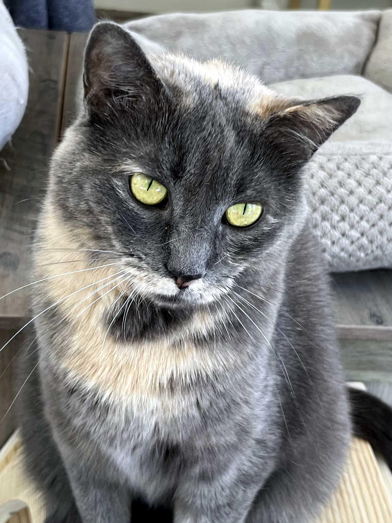 GREY'S ANGEL GIRL, Adoptable, Adult Female Tortoiseshell.
