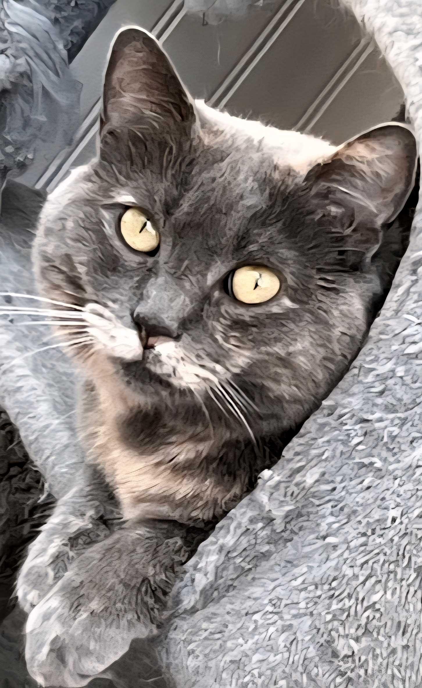 GREY'S ANGEL GIRL, a Adoptable Tortoiseshell in Franklin, TN image 2/3