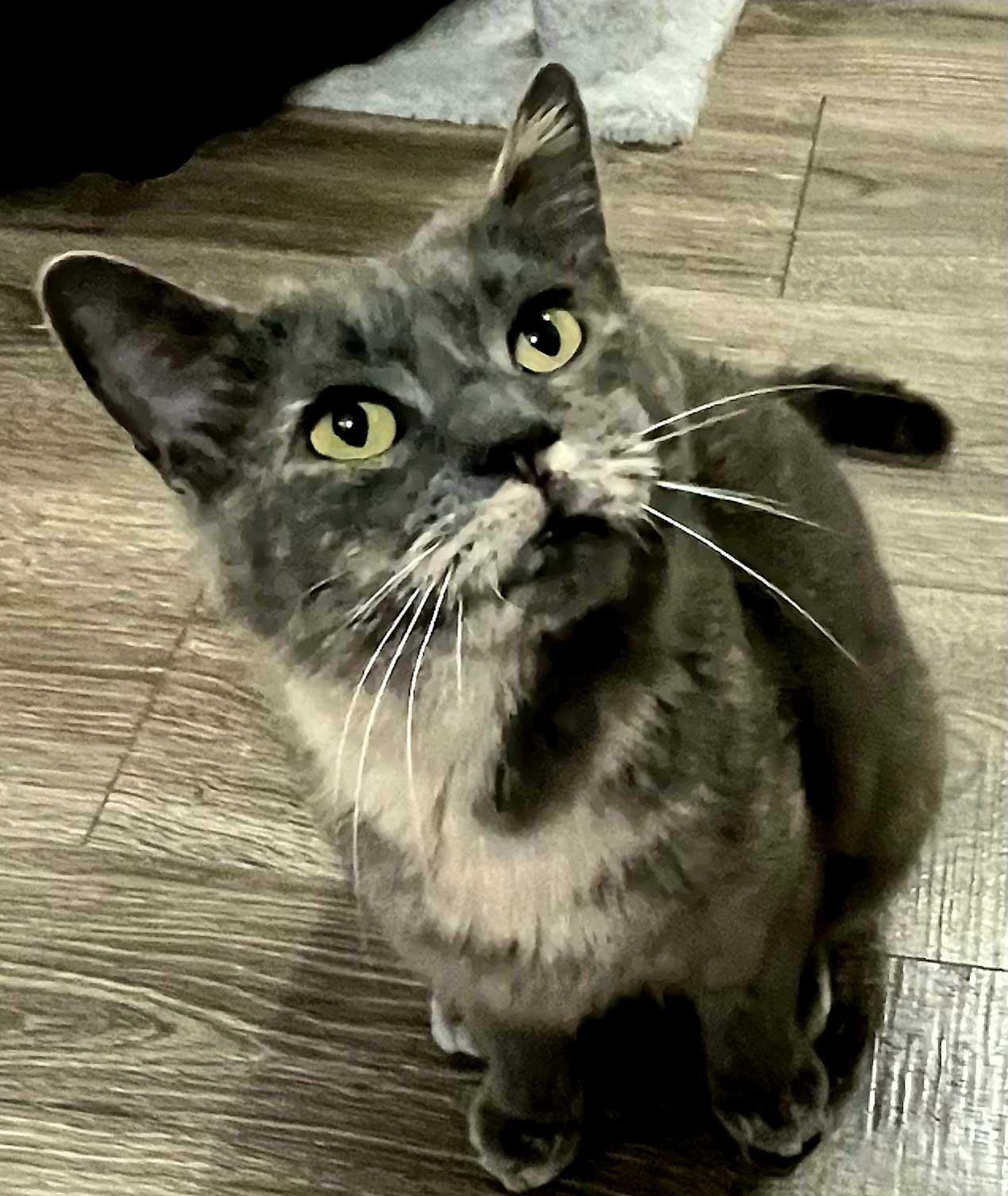 Enlarge GREY'S ANGEL GIRL, a Adoptable Tortoiseshell in Franklin, TN image 2/3