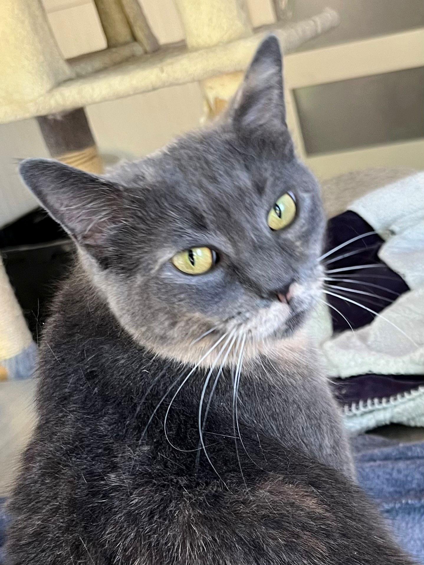 Enlarge GREY'S ANGEL GIRL, a Adoptable Tortoiseshell in Franklin, TN image 3/3