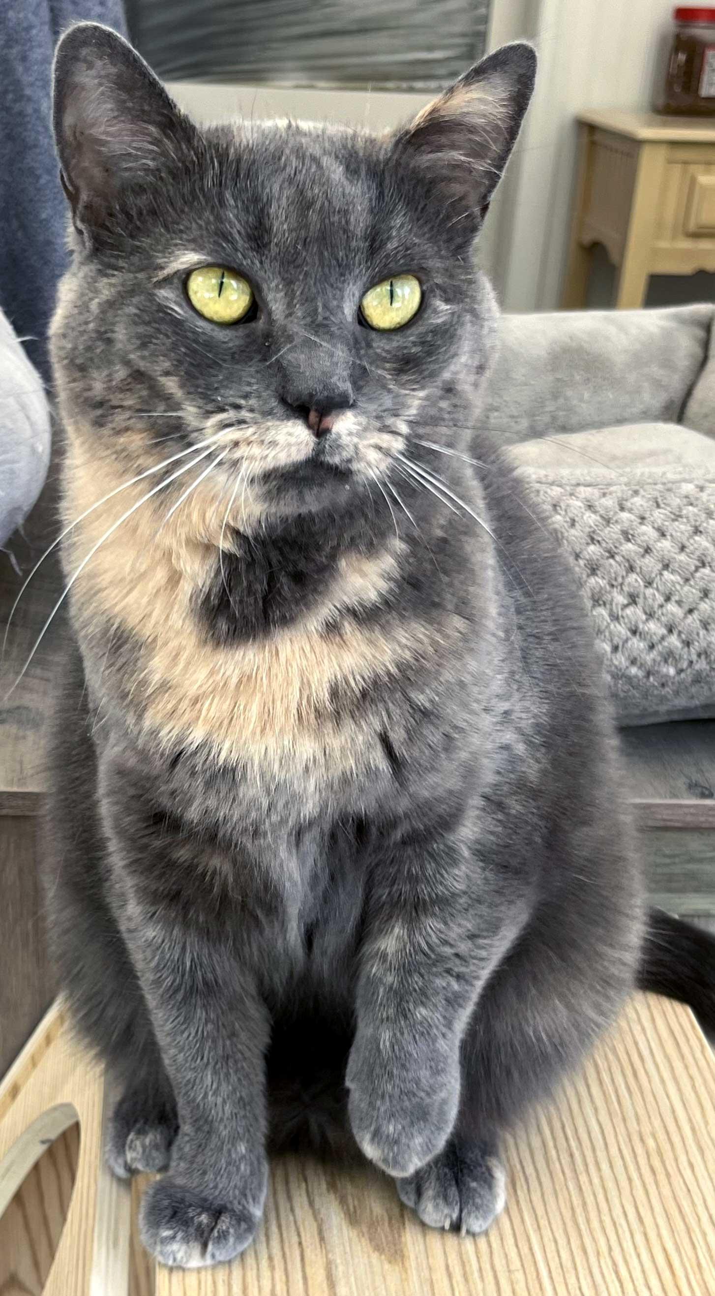 GREY'S ANGEL GIRL, a Adoptable Tortoiseshell in Franklin, TN image 3/3