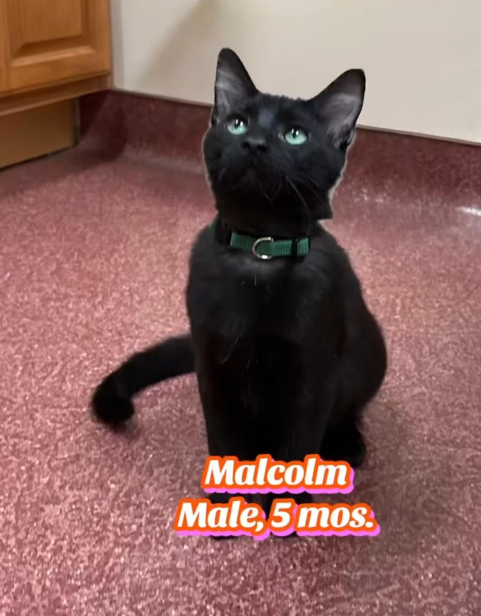 Enlarge Malcom, an adopted Domestic Short Hair in Monticello, IL image 1/3