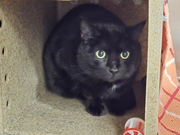 Enlarge Beth, a Adoptable mixed breed in Vancouver, WA image 2/2