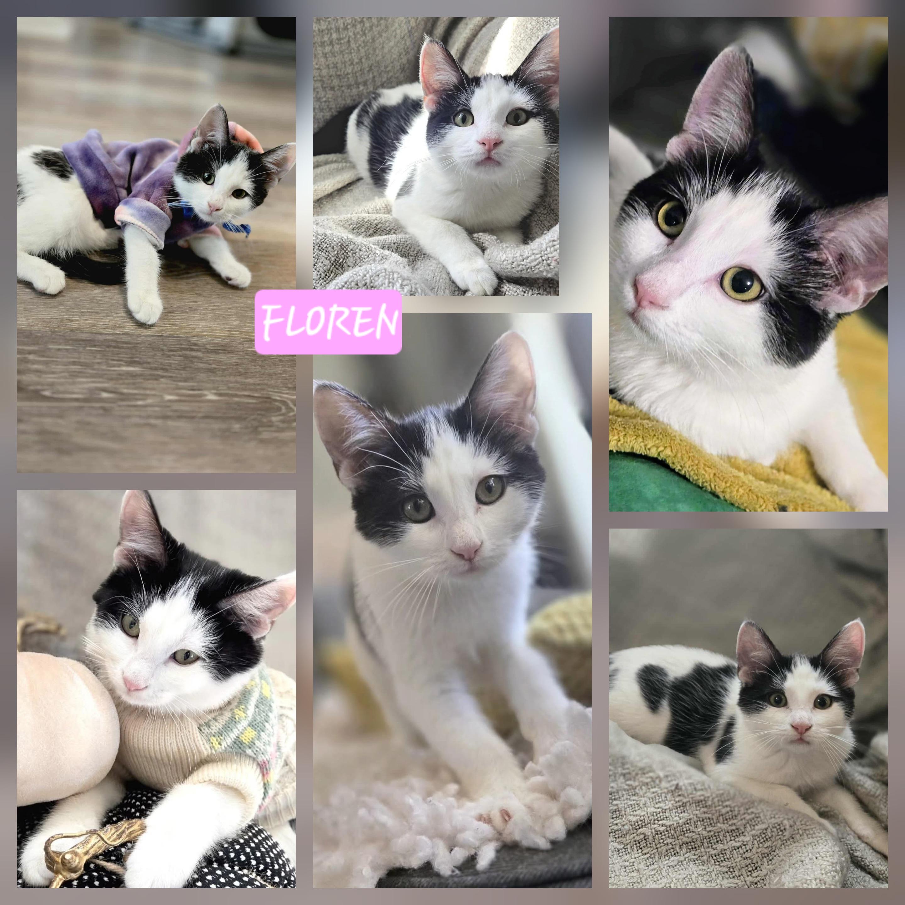 Floren, an adoptable Domestic Short Hair in Winnipeg, MB, R2L 0L6 | Photo Image 4