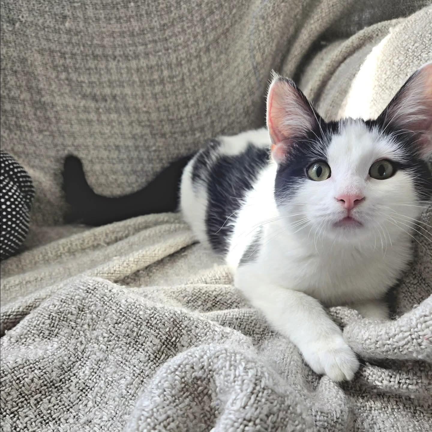 Floren, an adoptable Domestic Short Hair in Winnipeg, MB, R2L 0L6 | Photo Image 2