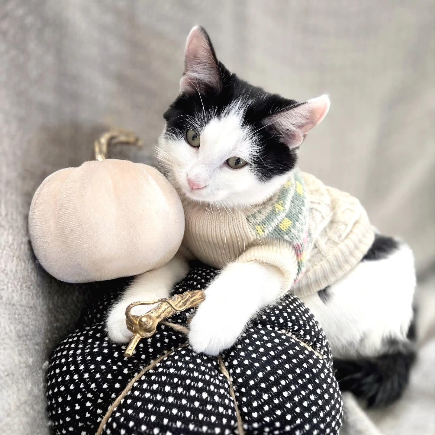 Floren, an adoptable Domestic Short Hair in Winnipeg, MB, R2L 0L6 | Photo Image 6