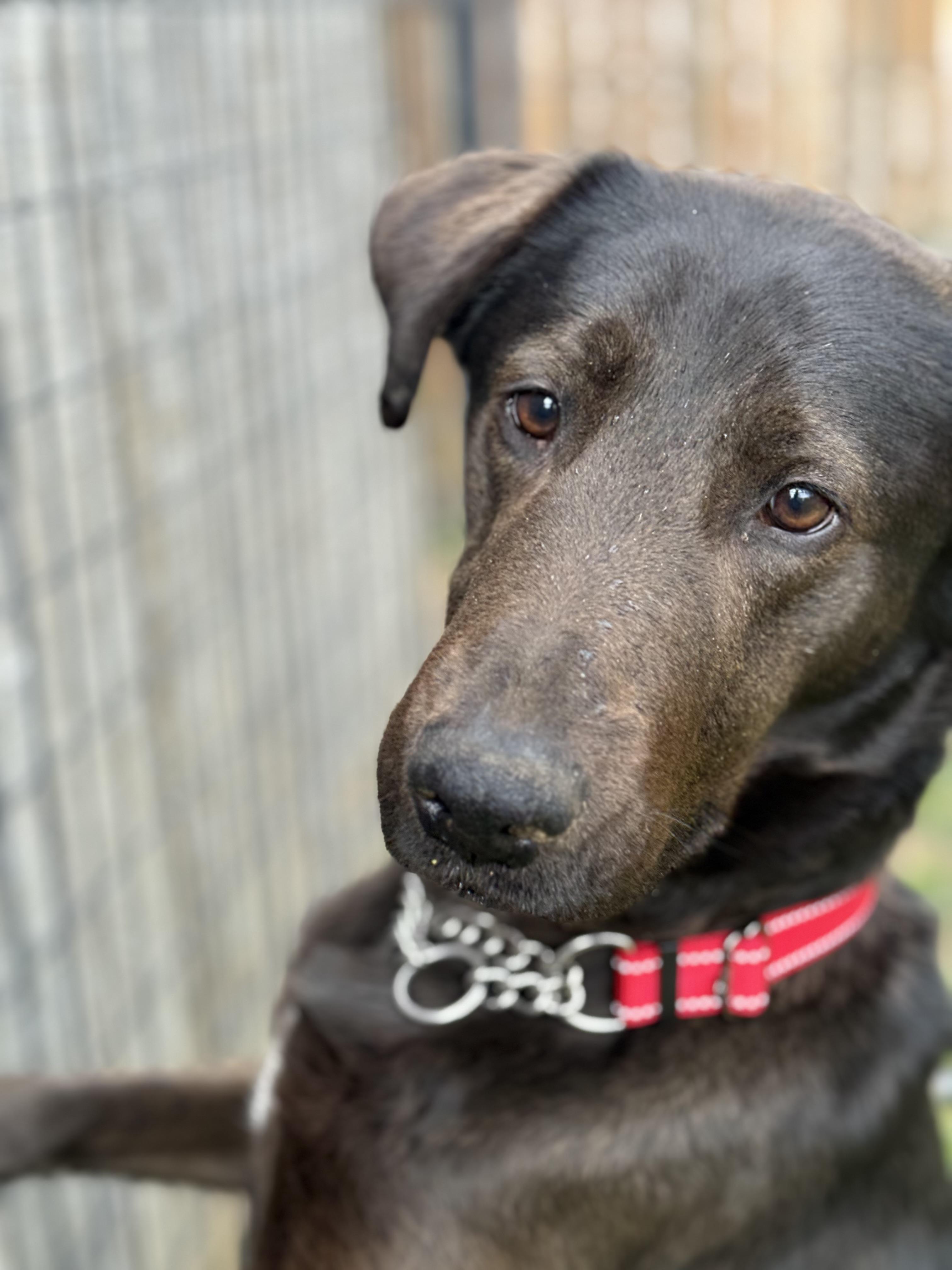 Enlarge Hopper, a Adopted mixed breed in Stahlstown, PA image 2/3