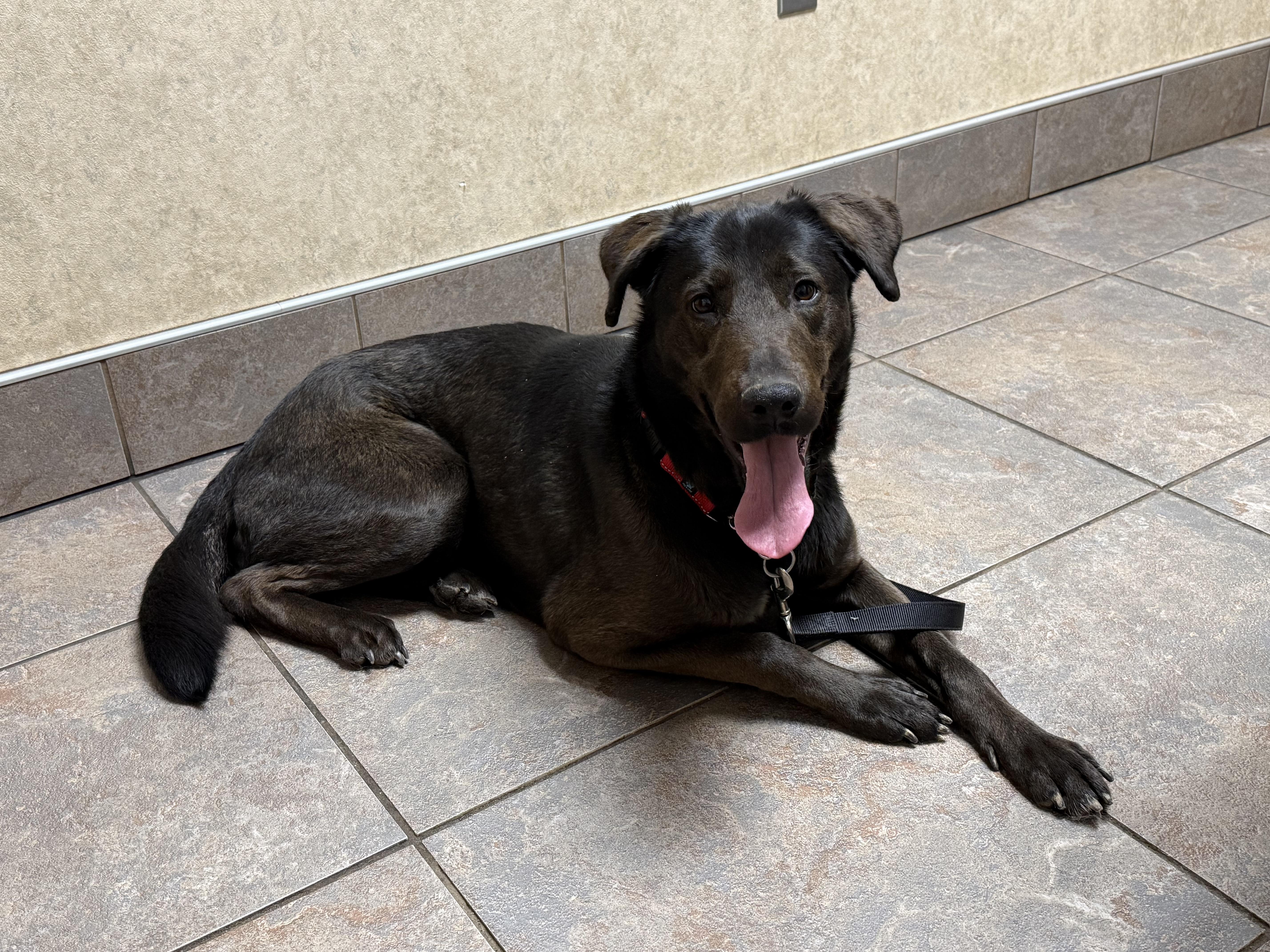 Enlarge Hopper, a Adopted mixed breed in Stahlstown, PA image 3/3