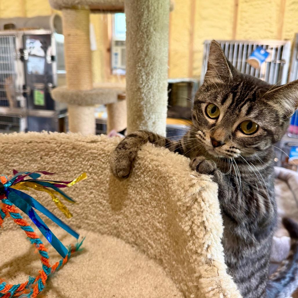 GiGi, Adoptable, Young Female Domestic Short Hair.