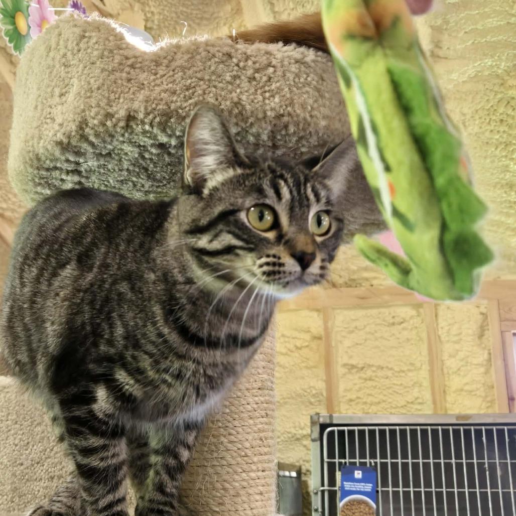 Enlarge GiGi, a Adoptable Domestic Short Hair in Park Falls, WI image 2/6