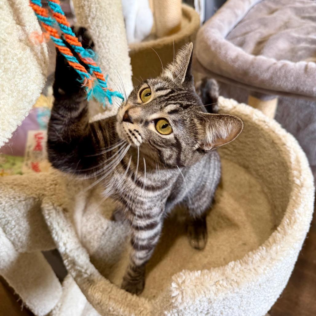 Enlarge GiGi, a Adoptable Domestic Short Hair in Park Falls, WI image 3/6