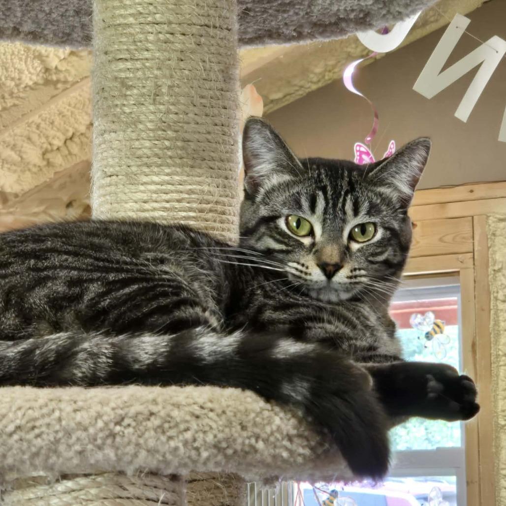 Enlarge GiGi, a Adoptable Domestic Short Hair in Park Falls, WI image 4/6