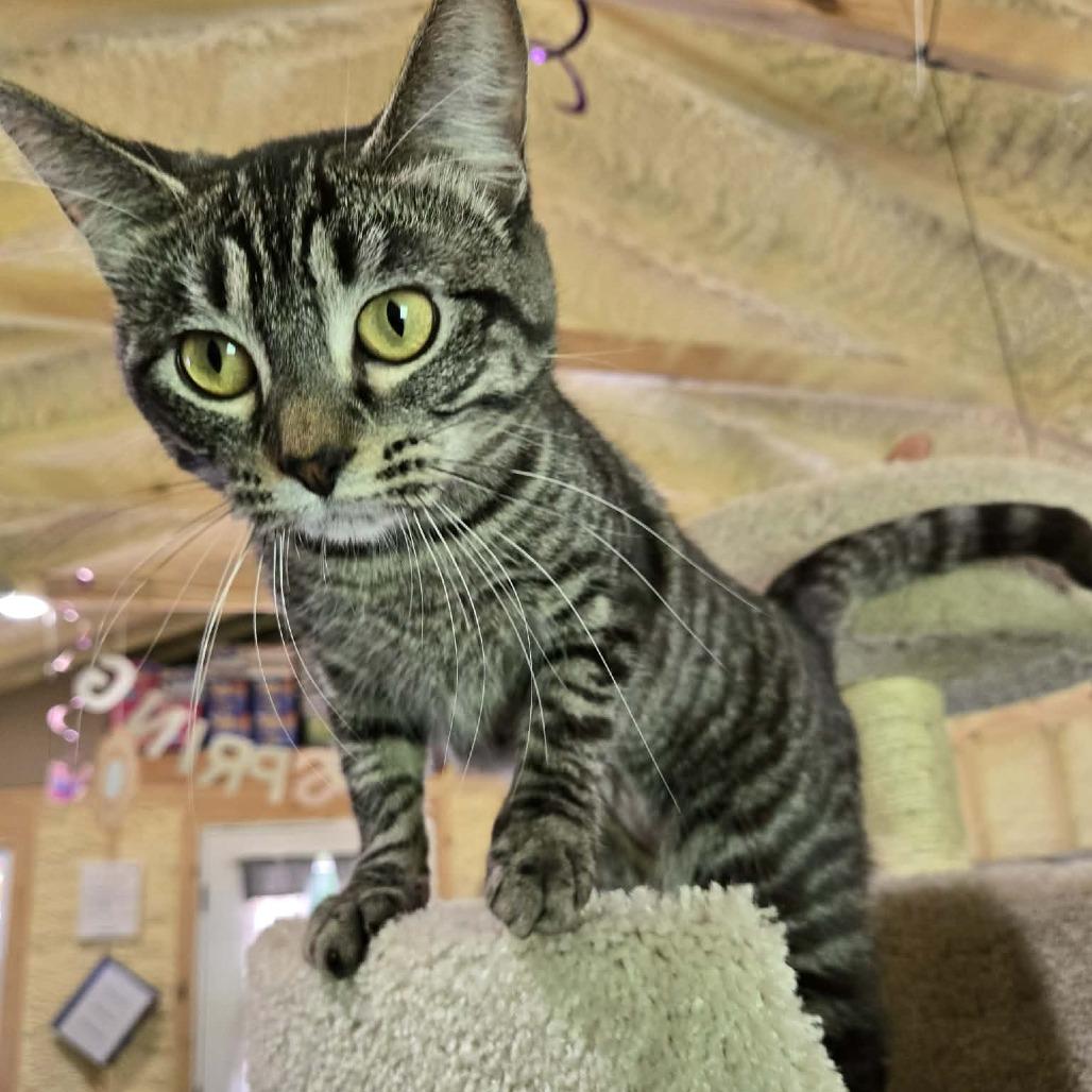 Enlarge GiGi, a Adoptable Domestic Short Hair in Park Falls, WI image 5/6