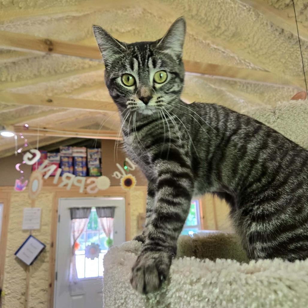 Enlarge GiGi, a Adoptable Domestic Short Hair in Park Falls, WI image 6/6