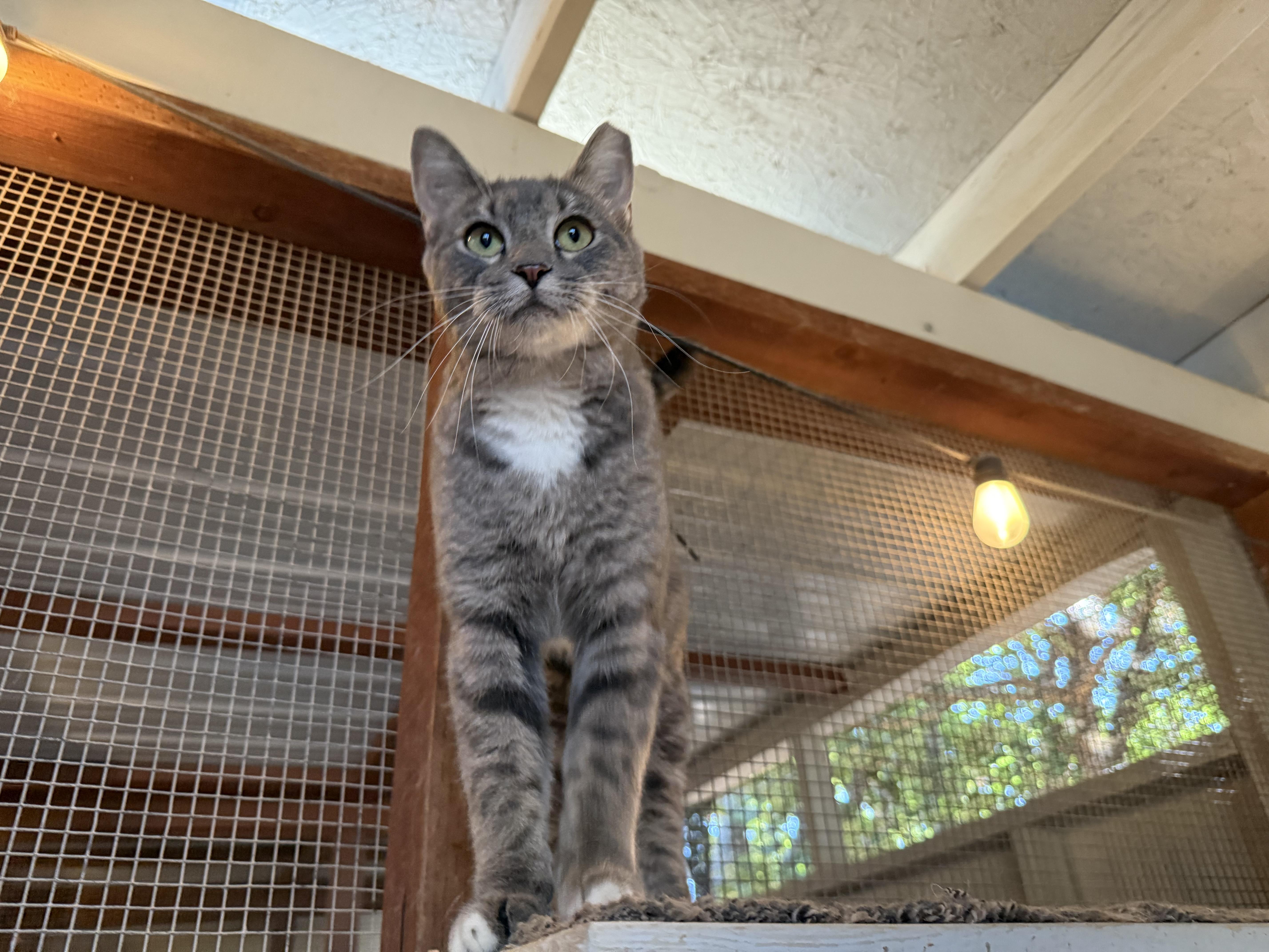 Enlarge Arco, a Adoptable Domestic Short Hair in Marana, AZ image 4/4