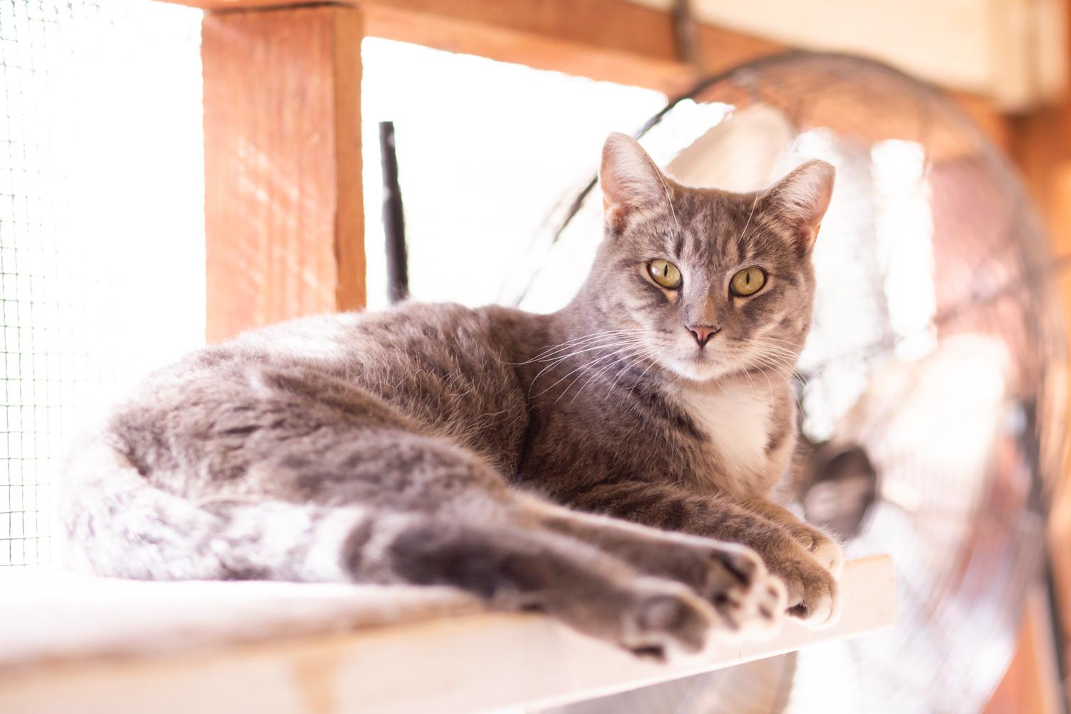 Enlarge Arco, a Adoptable Domestic Short Hair in Marana, AZ image 2/4