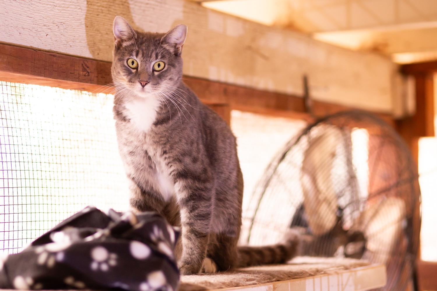 Enlarge Arco, a Adoptable Domestic Short Hair in Marana, AZ image 1/4