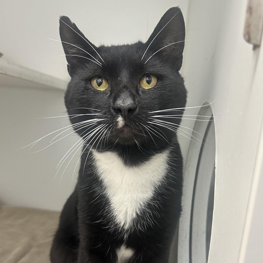 Lucipurr, Adoptable, Young Male Domestic Short Hair.