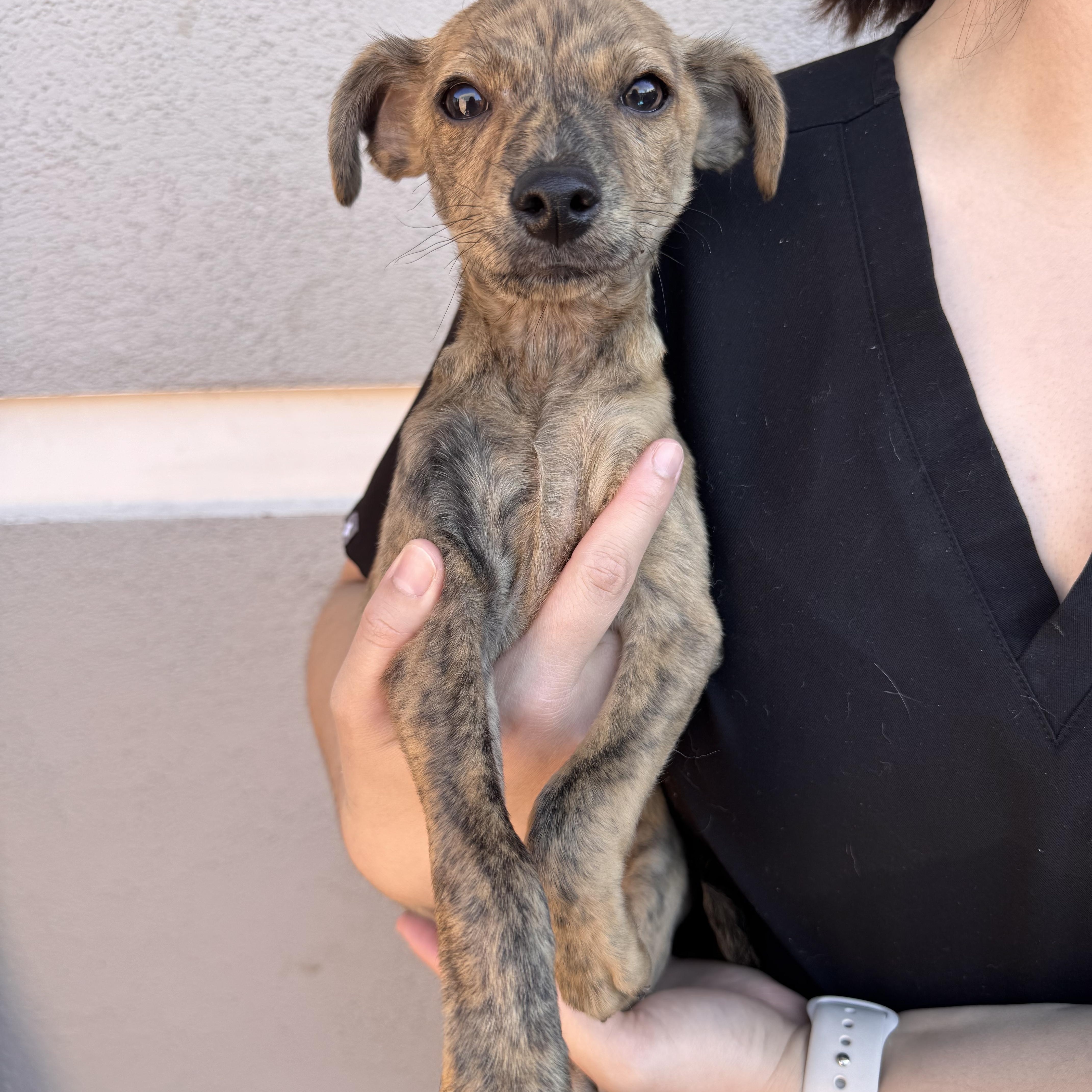 Enlarge Cheese fries, a ADOPTABLE Mixed Breed in Henderson, NV image 1/1
