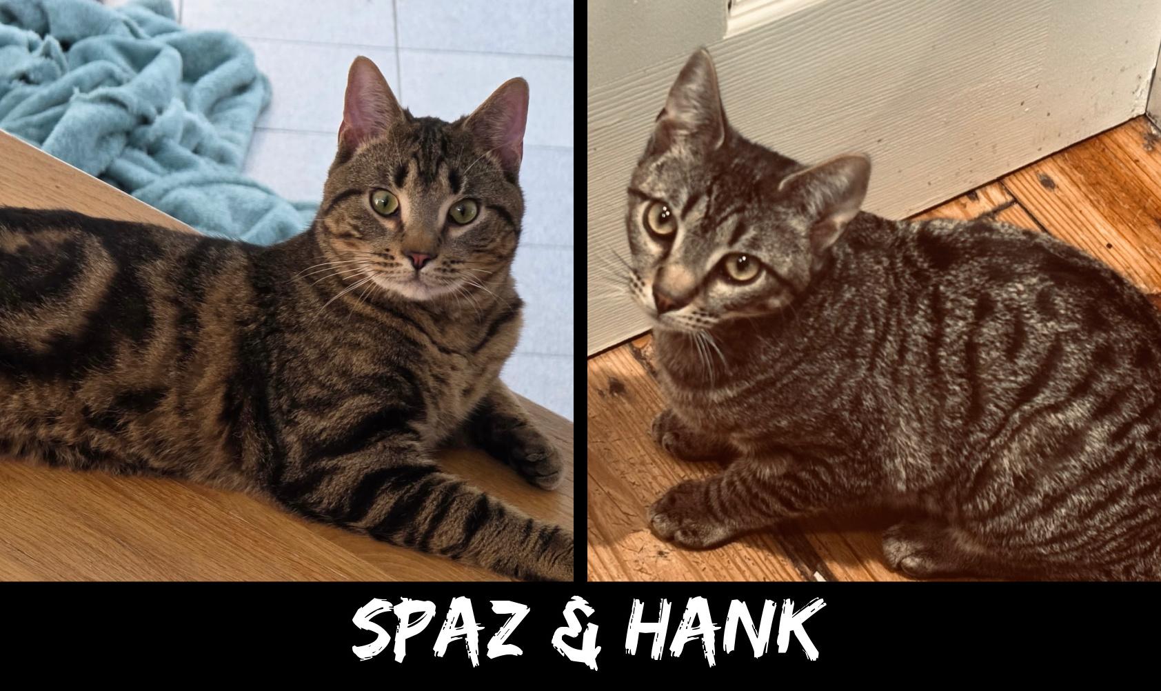 Spaz & Hank (bonded brothers), ADOPTABLE, Young Male Tabby & Tiger.