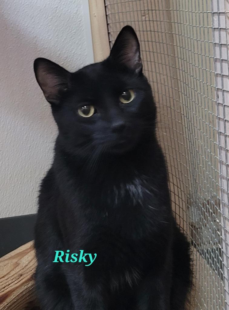 Enlarge Risky, a Adoptable mixed breed in Cedar Rapids, IA image 2/4
