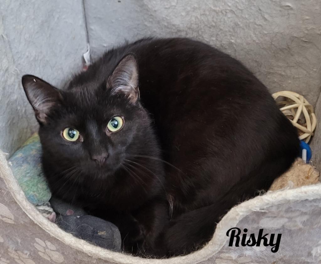 Enlarge Risky, a Adoptable mixed breed in Cedar Rapids, IA image 1/6