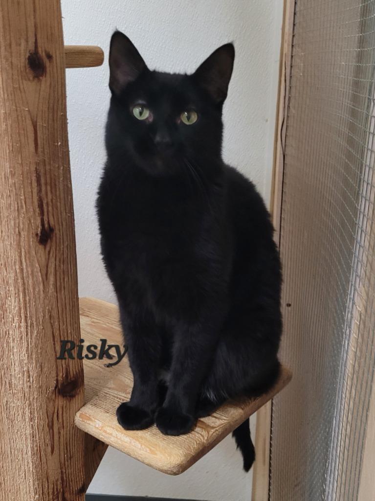 Enlarge Risky, a Adoptable mixed breed in Cedar Rapids, IA image 4/4