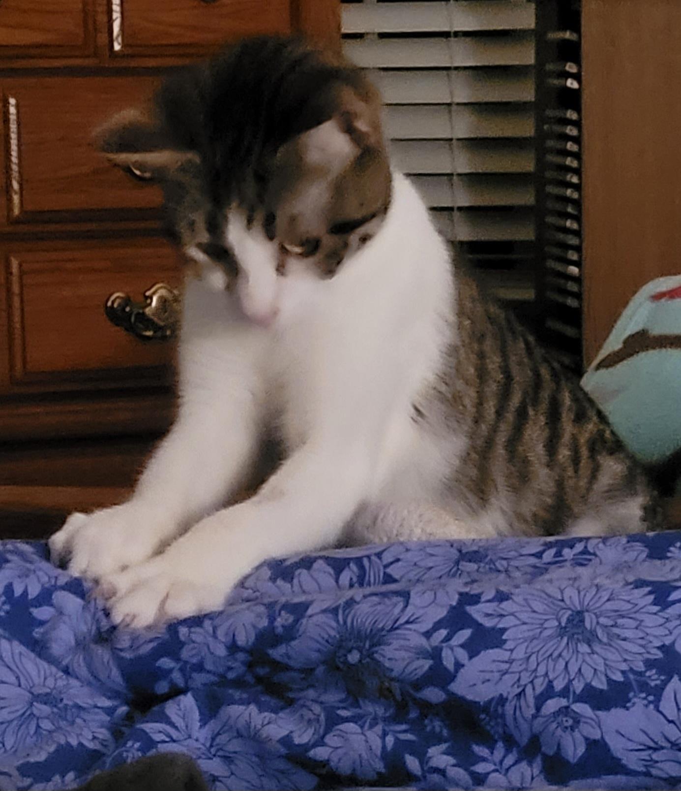 Bunnie, a Adoptable mixed breed in Lawrenceville, GA image 5/5