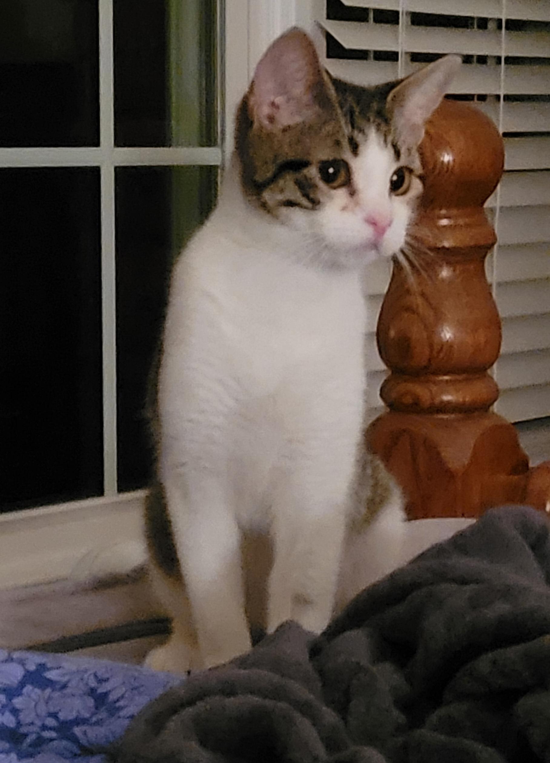 Bunnie, a Adoptable mixed breed in Lawrenceville, GA image 2/5