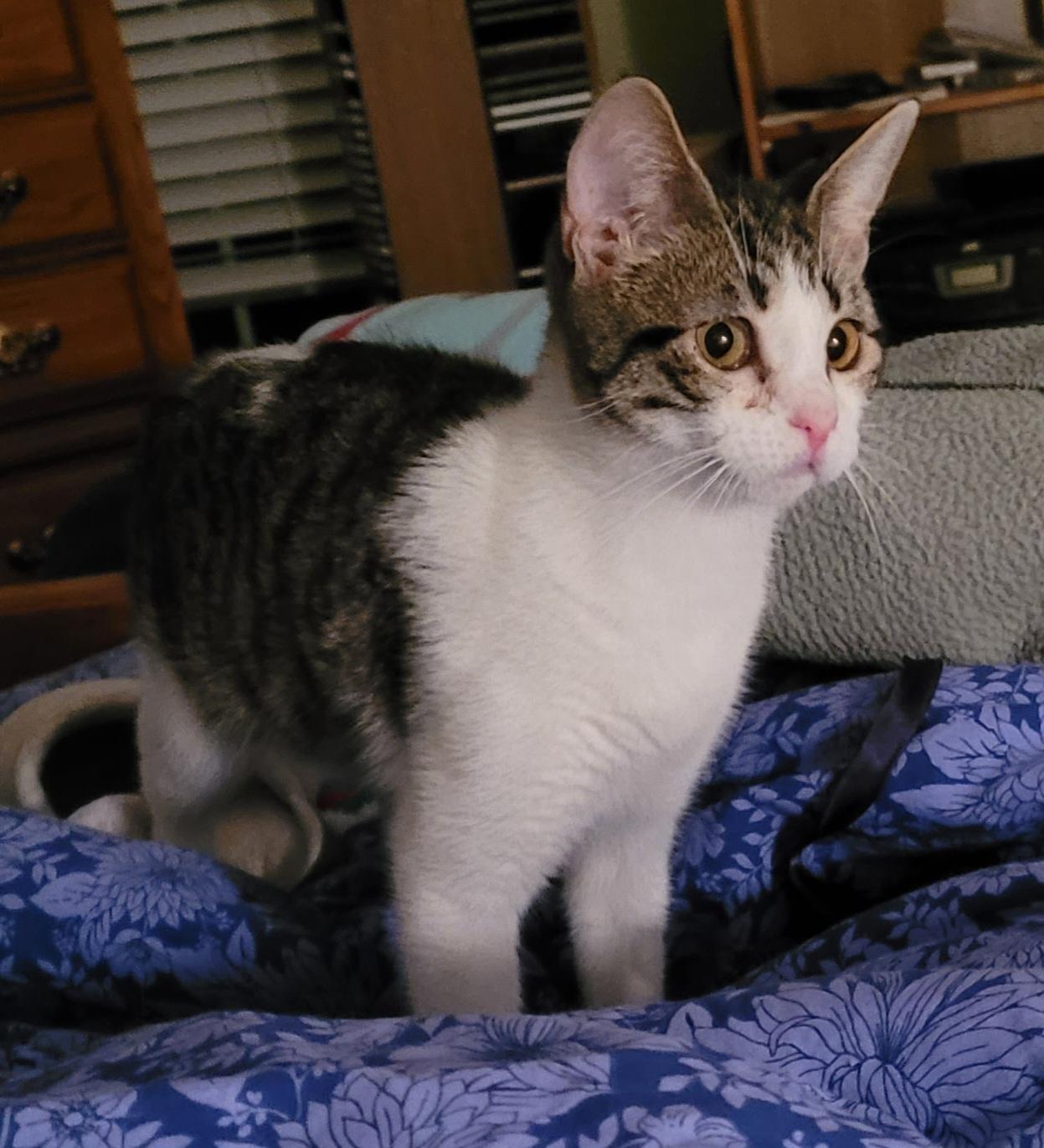 Bunnie, a Adoptable mixed breed in Lawrenceville, GA image 3/5