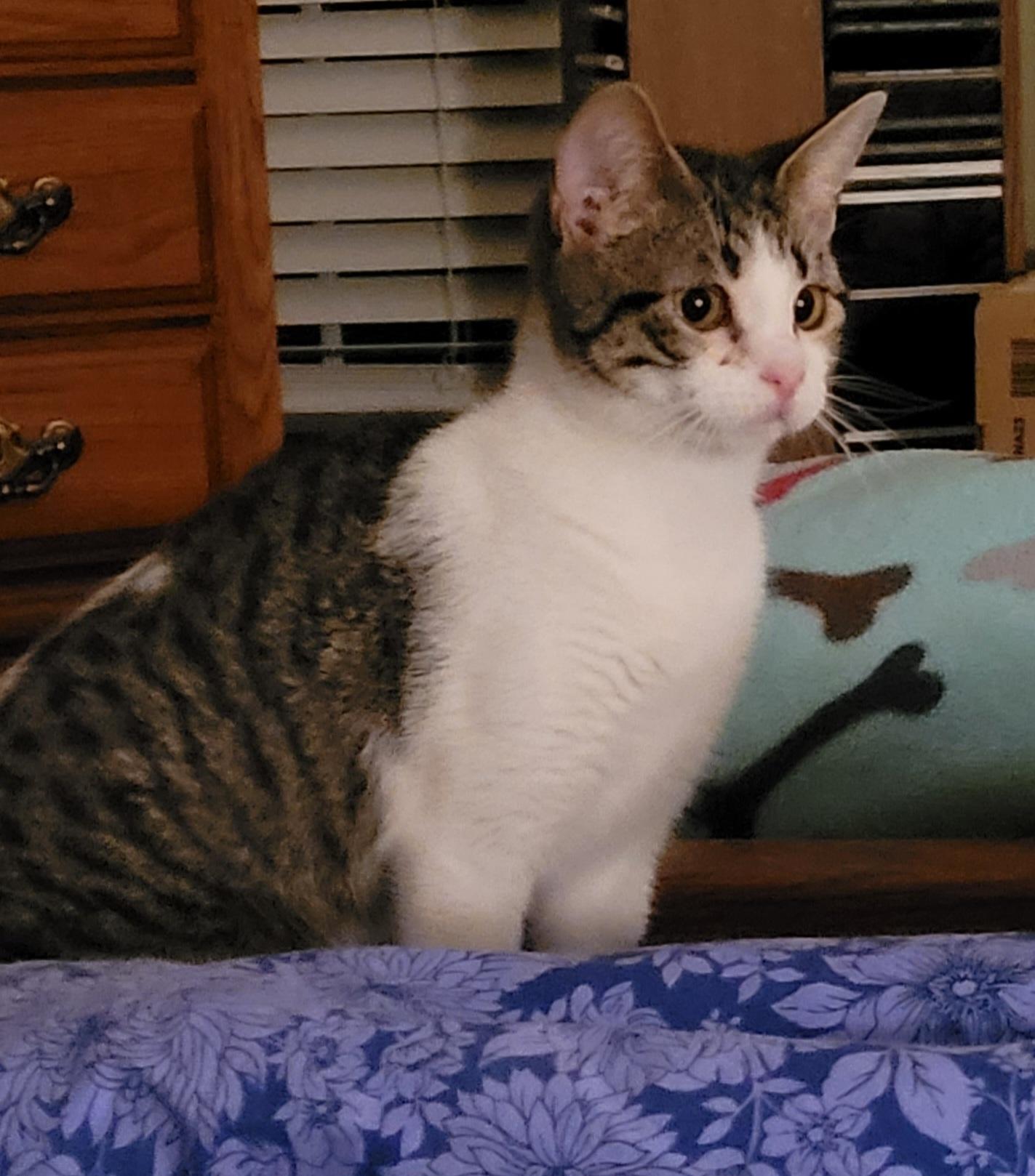 Bunnie, a Adoptable mixed breed in Lawrenceville, GA image 4/5