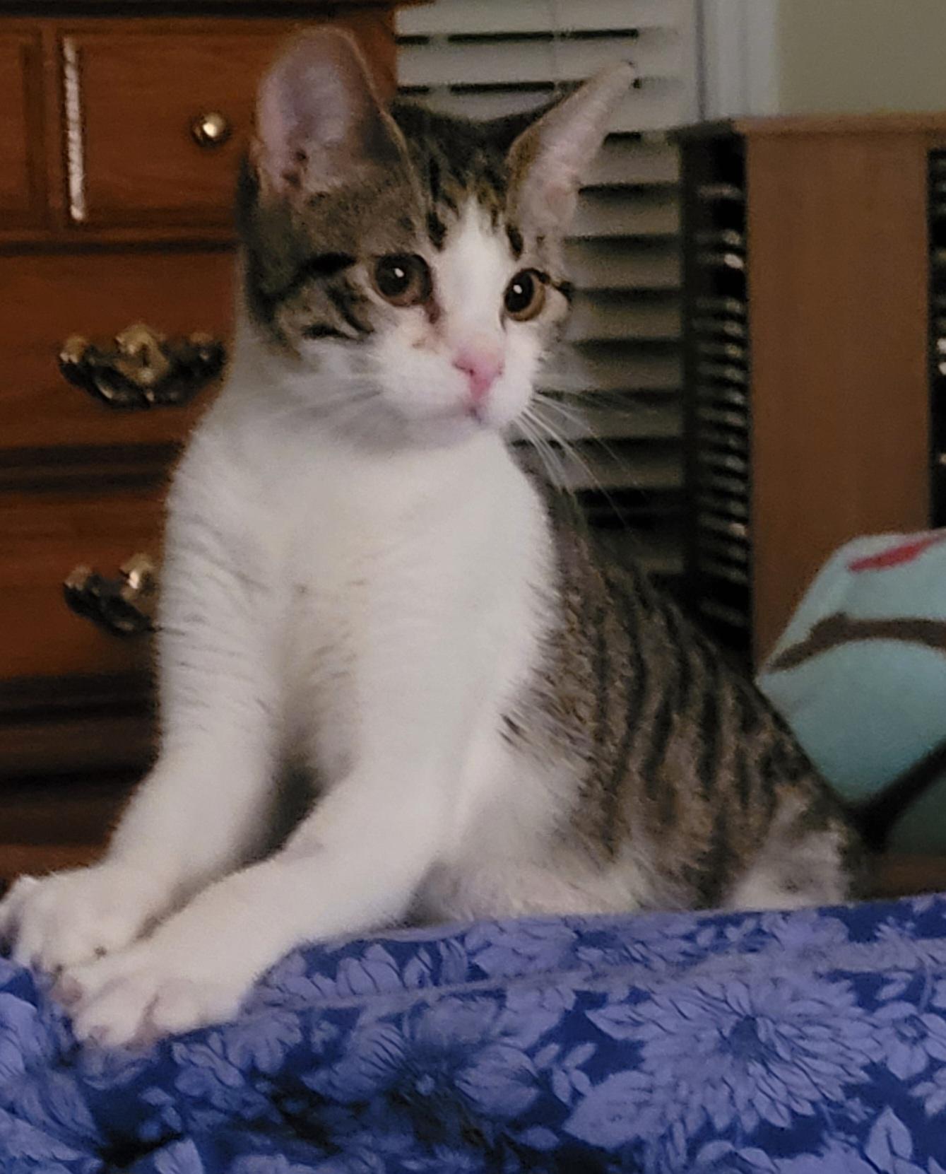 Bunnie, a Adoptable mixed breed in Lawrenceville, GA image 1/5