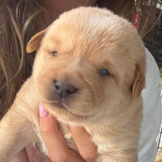 Enlarge Buttercup, a Adopted Golden Retriever in Grand Bay, AL image 1/1