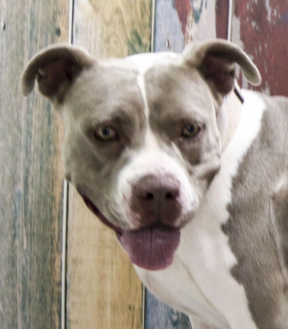 Nova