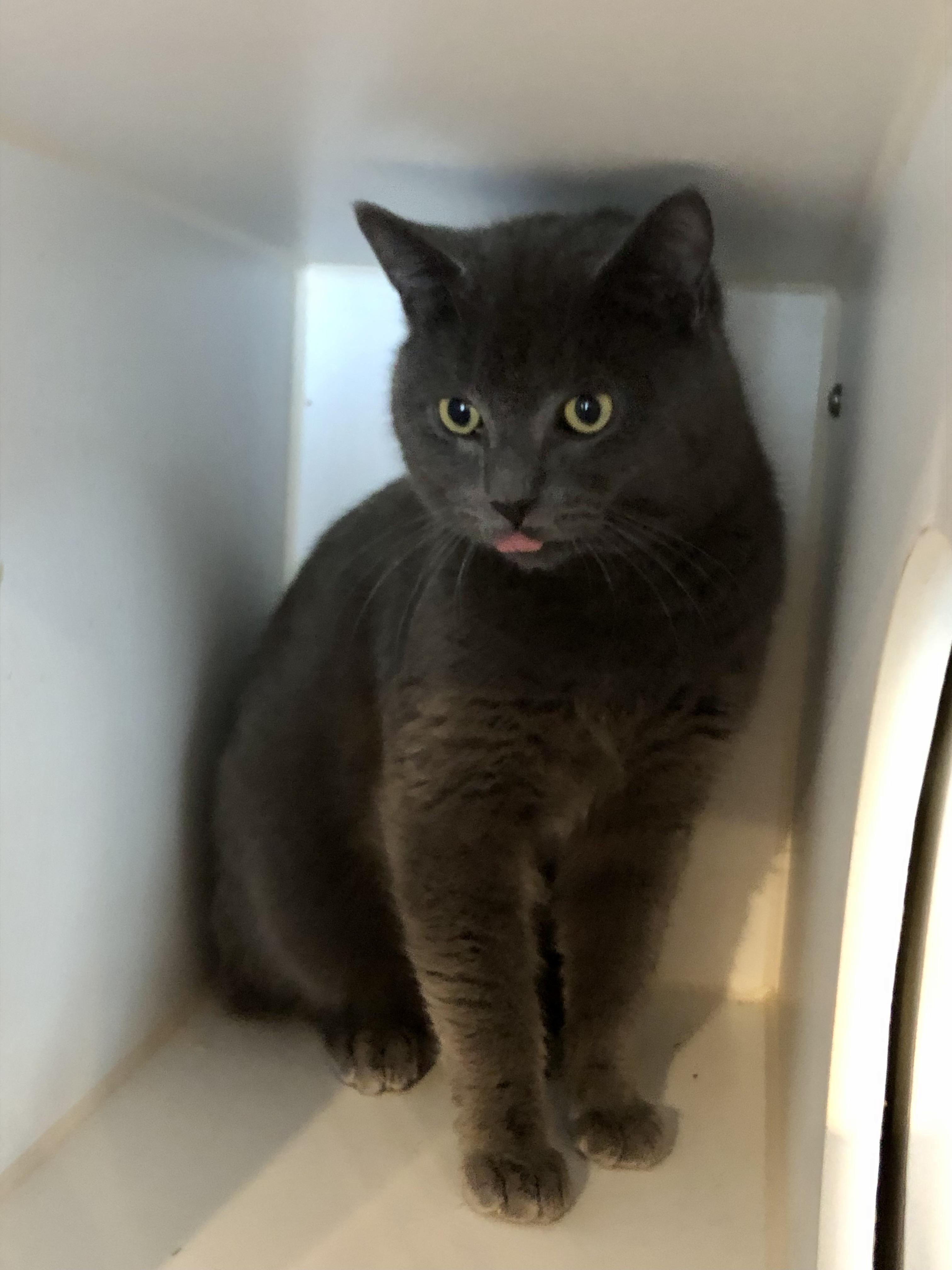 Silo, a ADOPTABLE Domestic Short Hair in Salisbury, MA image 3/6