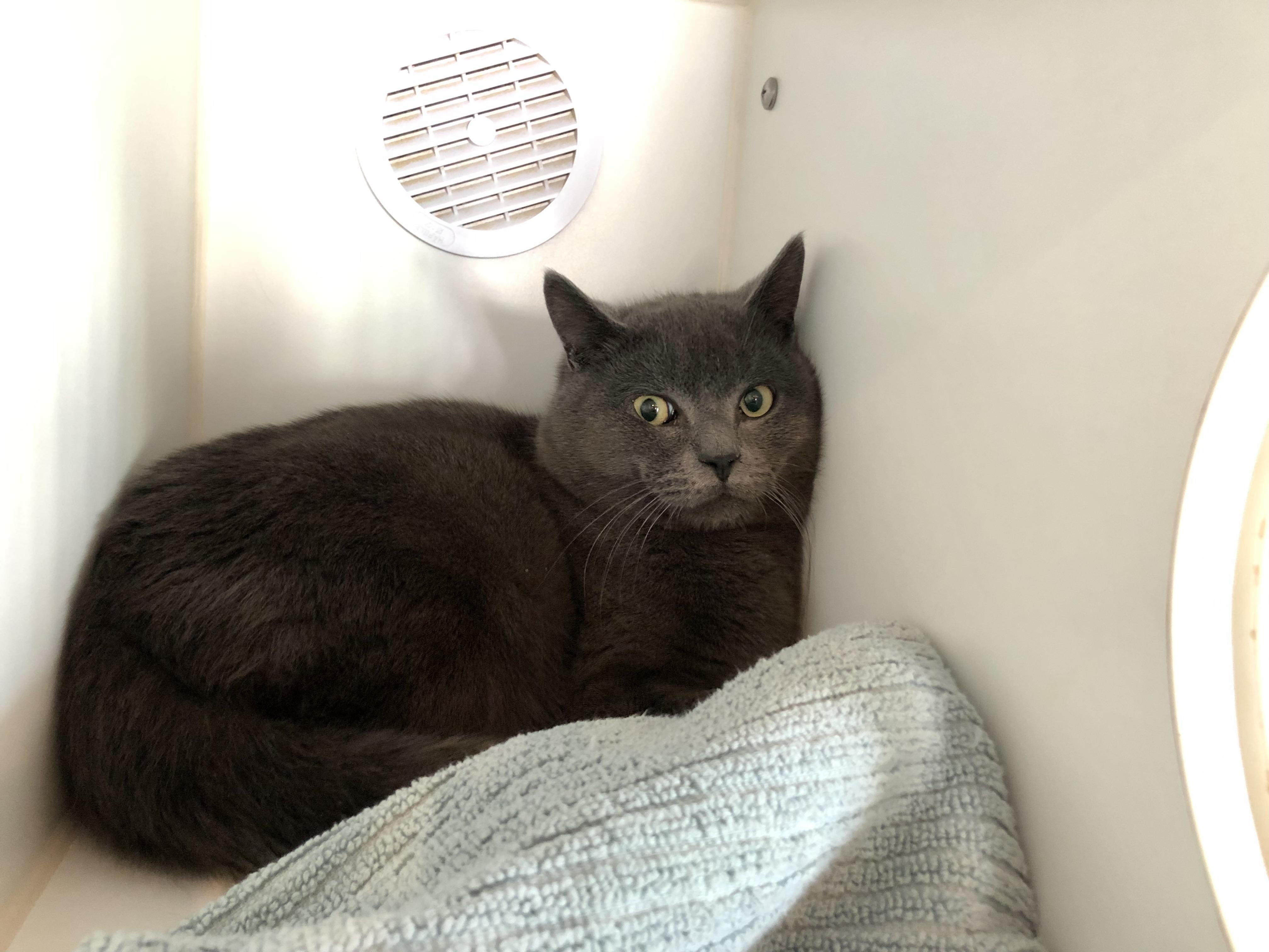 Silo, a ADOPTABLE Domestic Short Hair in Salisbury, MA image 6/6