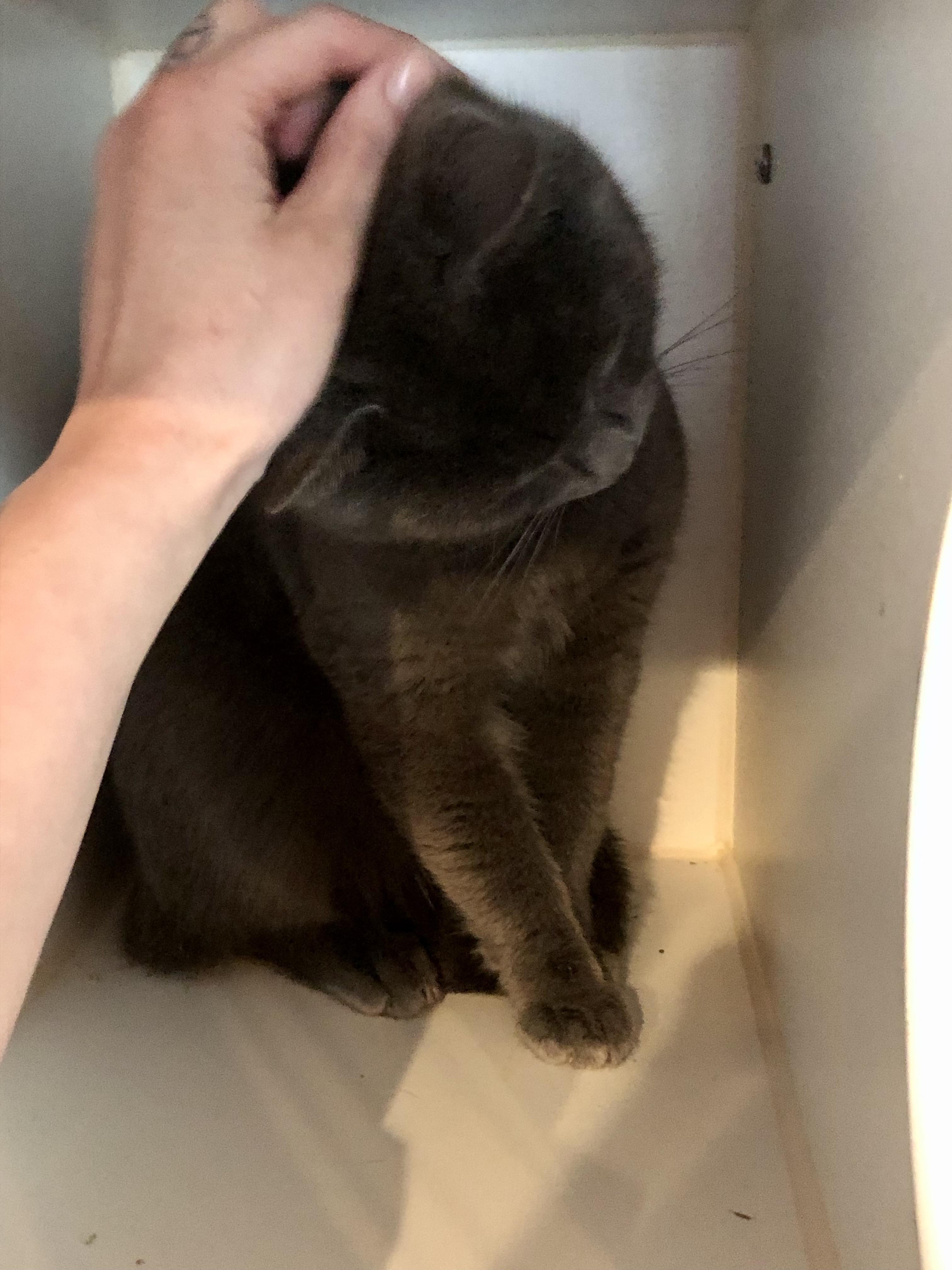 Silo, a ADOPTABLE Domestic Short Hair in Salisbury, MA image 2/6