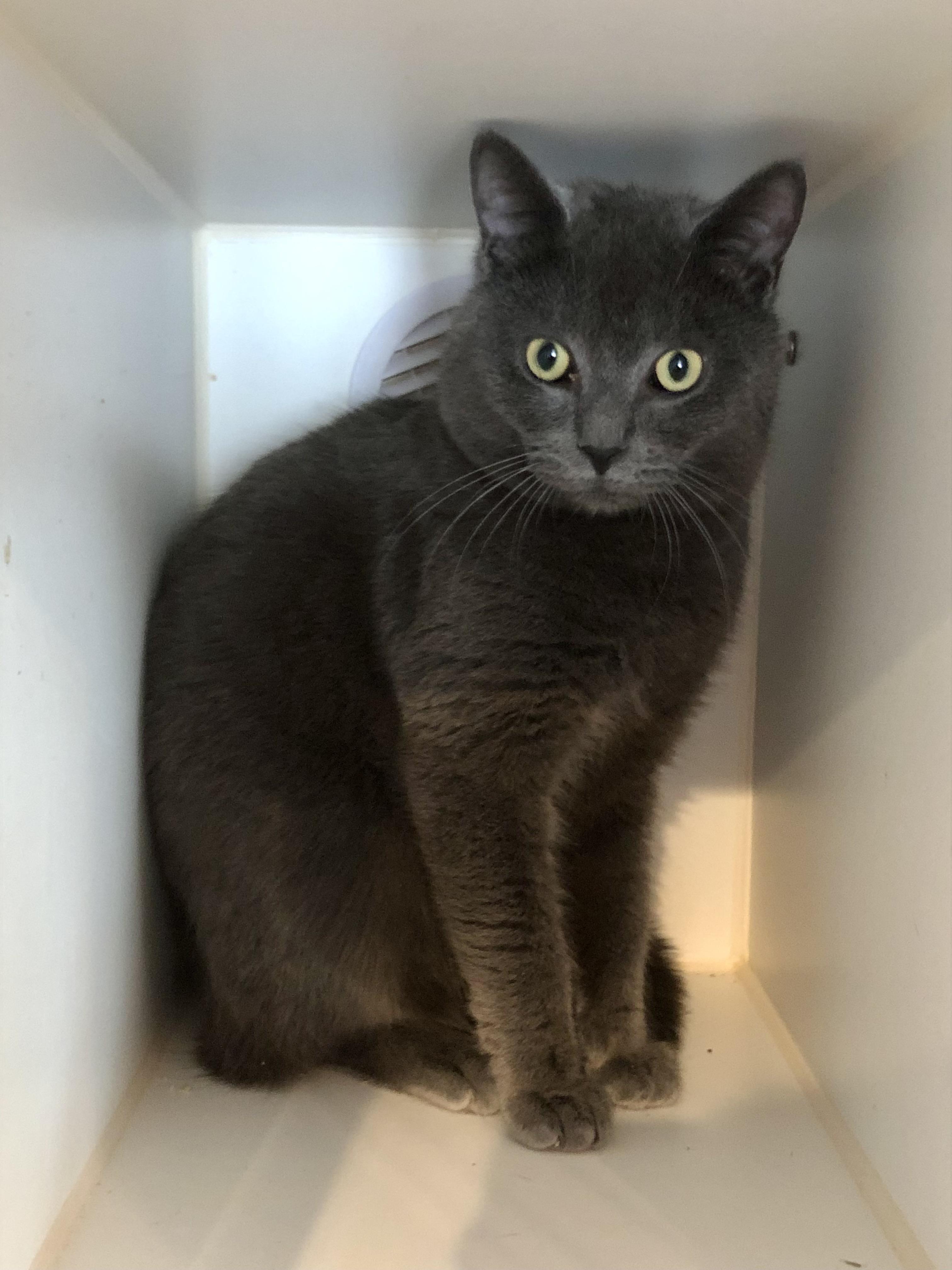 Silo, a ADOPTABLE Domestic Short Hair in Salisbury, MA image 5/6